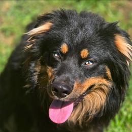 Mojo - Australian Shepherd