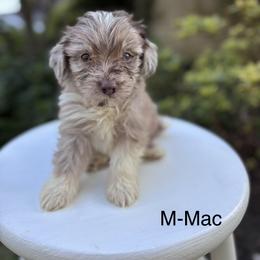 Mac - Brown merle male Aussiedoodle puppy in Strasburg, Pennsylvania from Still Water Puppies