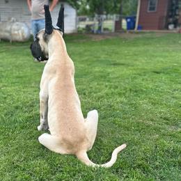 Captain Jayhawks Charlie Co 'Lincoln' - Fawn male Great Dane puppy in Howe, Texas from Bright Danes of Texas