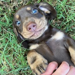 Dachshund Puppies from Lakeview Dachshunds