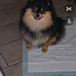 Millie- OFA, CHIC, EMBARK CLEAR AND PROVEN - Black and tan female Pomeranian puppy in Angleton, Texas from Pomeranian Palace, LLC