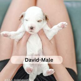 David - Parti male Goldendoodle puppy in Punta Gorda, Florida from Transformation Acres Goldendoodle