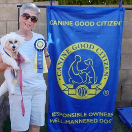 Maltese Puppies from ARIZONA MALTEE GEMS