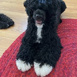 Portuguese Water Dog All Grown Up from Sunnybay Portuguese Water Dogs