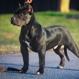 American Bully Puppies from Manuia Kennels