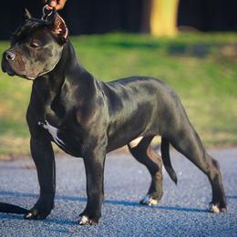 American Bully Puppies from Manuia Kennels