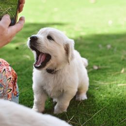 Golden Retriever Puppies from Dani’s Dawgs