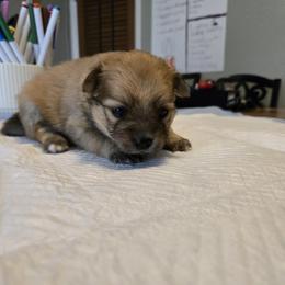 Pomeranian Puppies from Itty bitty friends