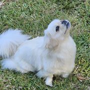 Tibetan Spaniel All Grown Up from Coastal Peaks Tibetan Spaniel Breeder