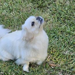 Tibetan Spaniel All Grown Up from Coastal Peaks Tibetan Spaniel Breeder