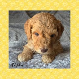 G3- Yellow - Apricot female Goldendoodle puppy in Ankeny, Iowa from Iowadoodles2love