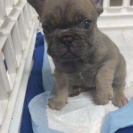 French Bulldog Puppies from Frnchi Faerie
