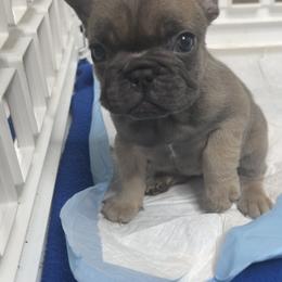 French Bulldog Puppies from Frnchi Faerie