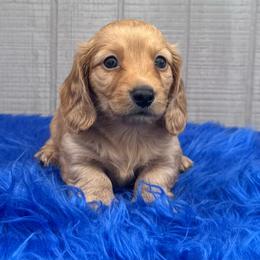 Bruno - Red male Dachshund puppy in Mountainburg, Arkansas from Charisma Dachshunds