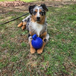 Miniature Australian Shepherd and Toy Australian Shepherd Puppies from Pistol Paws Aussies