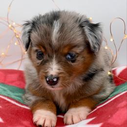 Lord Gillingham - Blue merle male Miniature American Shepherd puppy in Damascus, Oregon from Rebel Soul Minis