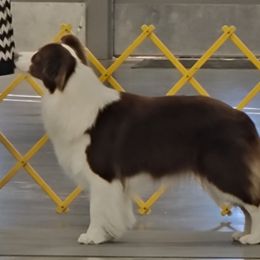 Border Collie All Grown Up from Coylety Kennel