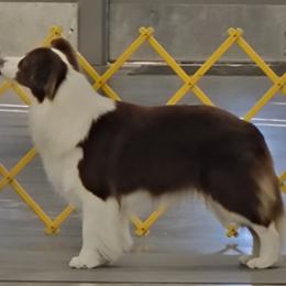 Border Collie All Grown Up from Coylety Kennel