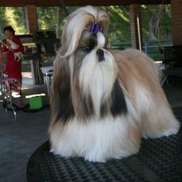 Shih Tzus from Sabar Shih Tzu
