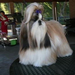 Shih Tzus from Sabar Shih Tzu