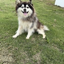Bandit - Pomsky