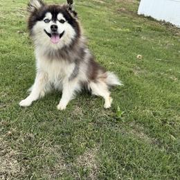 Bandit - Pomsky