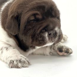 Chinese Shar-Pei, Cocker Spaniel, and Companion Cross Puppies from Mini Hippo Land