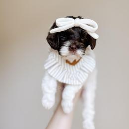 Marshmallow - Chocolate female Goldendoodle puppy in Syracuse, Indiana from The Doodle Cove