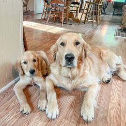 Annie - Golden Retriever