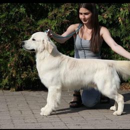 Lucas - Golden Retriever