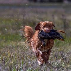 Nova Scotia Duck Tolling Retriever All Grown Up from Forest Cove Tollers