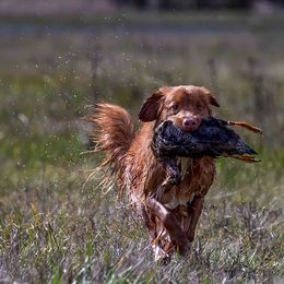 Nova Scotia Duck Tolling Retriever All Grown Up from Forest Cove Tollers