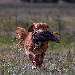 Nova Scotia Duck Tolling Retriever All Grown Up from Forest Cove Tollers