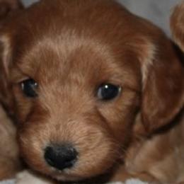 Female 2 - female Cavapoochon puppy in Fredericksburg, Ohio from Timshell Farm Specialty Crossbreed Puppies