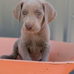 Callie - Silver gray female Weimaraner puppy in Evart, Michigan from Drehbar Weimaraners