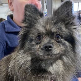 Jewels - Pomeranian