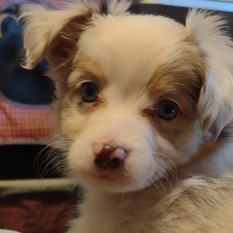 PURPLE COLLAR - Red merle Miniature Australian Shepherd puppy in Omak, Washington from Willow Flats Kennels