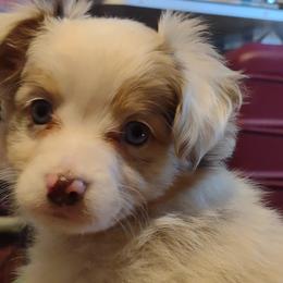 PURPLE COLLAR - Red merle Miniature Australian Shepherd puppy in Omak, Washington from Willow Flats Kennels