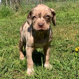 Female 5 - Red merle female Catahoula Leopard Dog puppy in Gadsden, Alabama from Rich Cat’s