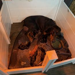 Girl 5 - Blue and rust female Doberman Pinscher puppy in Elgin, Texas from New Horizons Kennels