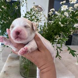 WhipCream - White female Cavapoo puppy in Sacramento County, California from Sac-Town Poodles and Doodles