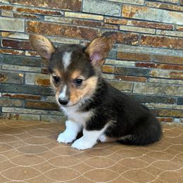 Boy 2 - Black and tan male American Corgi puppy in Visalia, California from VIP Stables