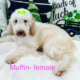 Girl 3 - Parti Goldendoodle puppy in New Bern, North Carolina from Oodles of Doodles