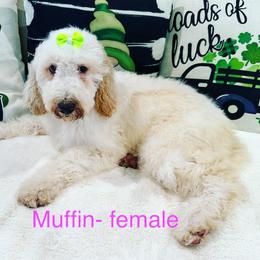 Girl 3 - Parti Goldendoodle puppy in New Bern, North Carolina from Oodles of Doodles