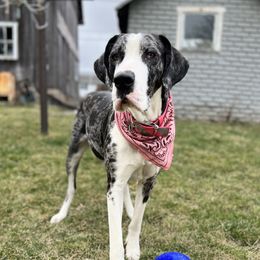 Bindie Lynne - Great Dane