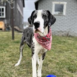 Bindie Lynne - Great Dane