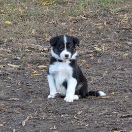 Mist - Tri-color female Border Collie puppy in Menasha, Wisconsin from Little Rose Retrievers
