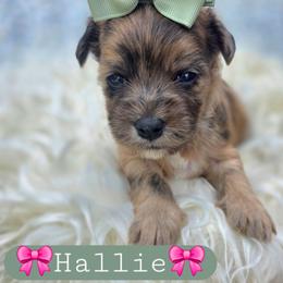 Hallie - female Cavapoochon puppy in Bullard, Texas from Cavapoochon Central LLC
