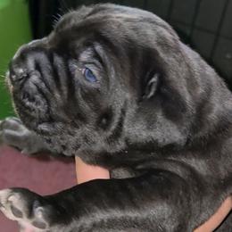 Second Pick Female - Black female Cane Corso puppy in Sault Ste Marie, Michigan from Willow Creek Cane Corsos