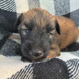 Tritan - Wheaten male Soft Coated Wheaten Terrier puppy in Nokomis, Illinois from Windhill Wheatens
